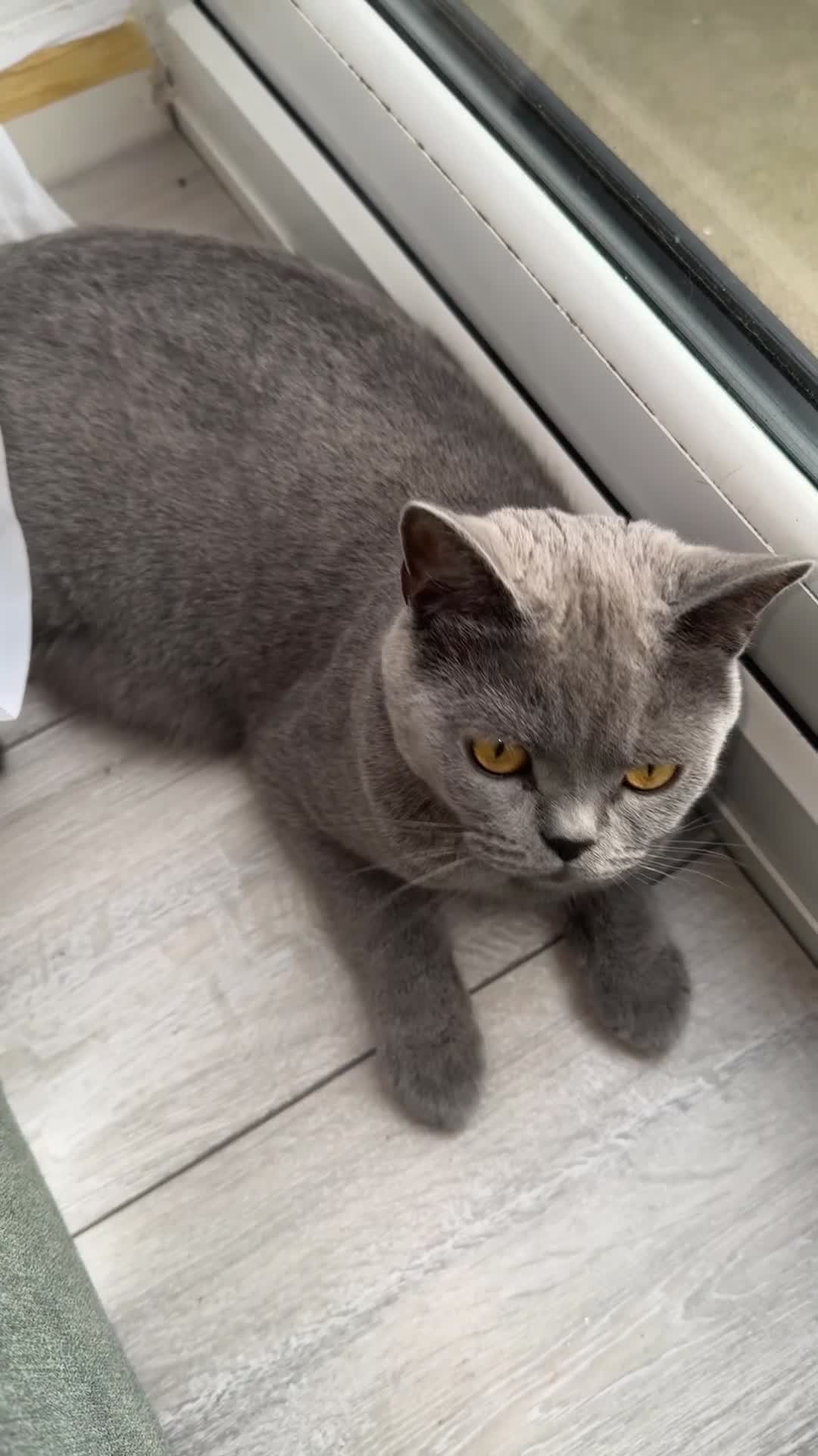 British Shorthair cats for sale: British Shorthair Cat - Rehoming due to work - Video 1