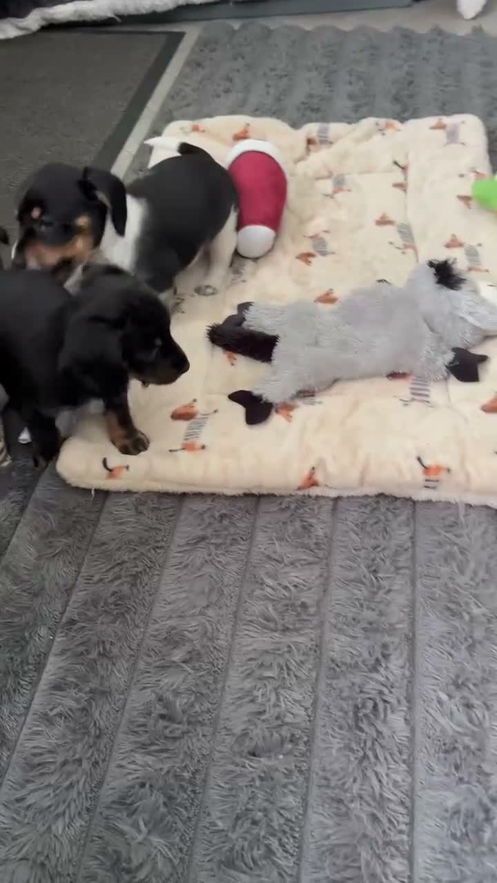 Dachshund dogs for sale: Dachshund cross Chinese crested  - Video 1