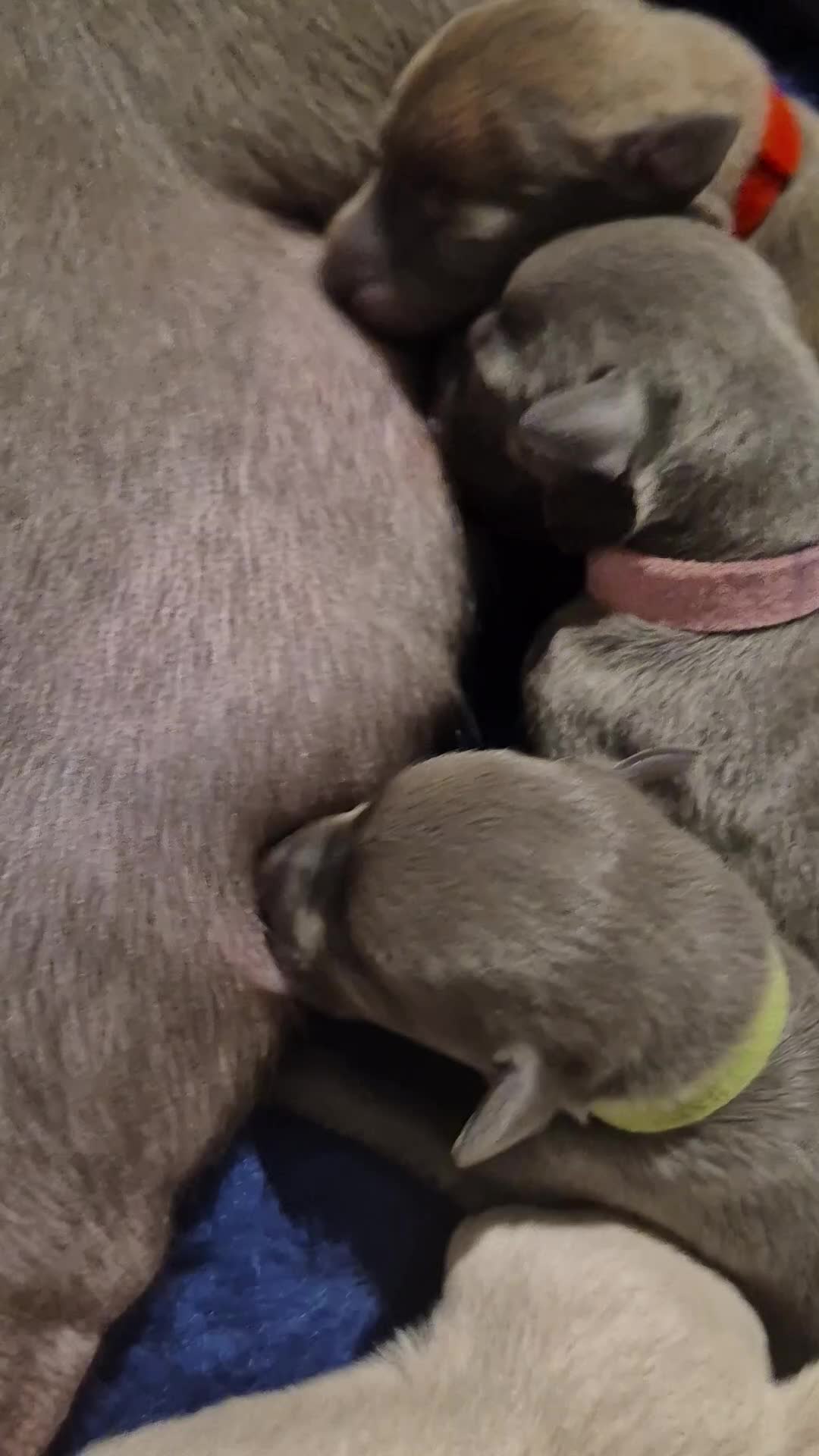Whippet dogs for sale: KC Whippet Puppies - Champion Lines - Video 3