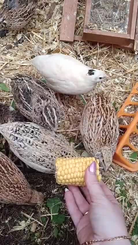 Quail poultry for sale: Covey of 13 Quail  - Video 2