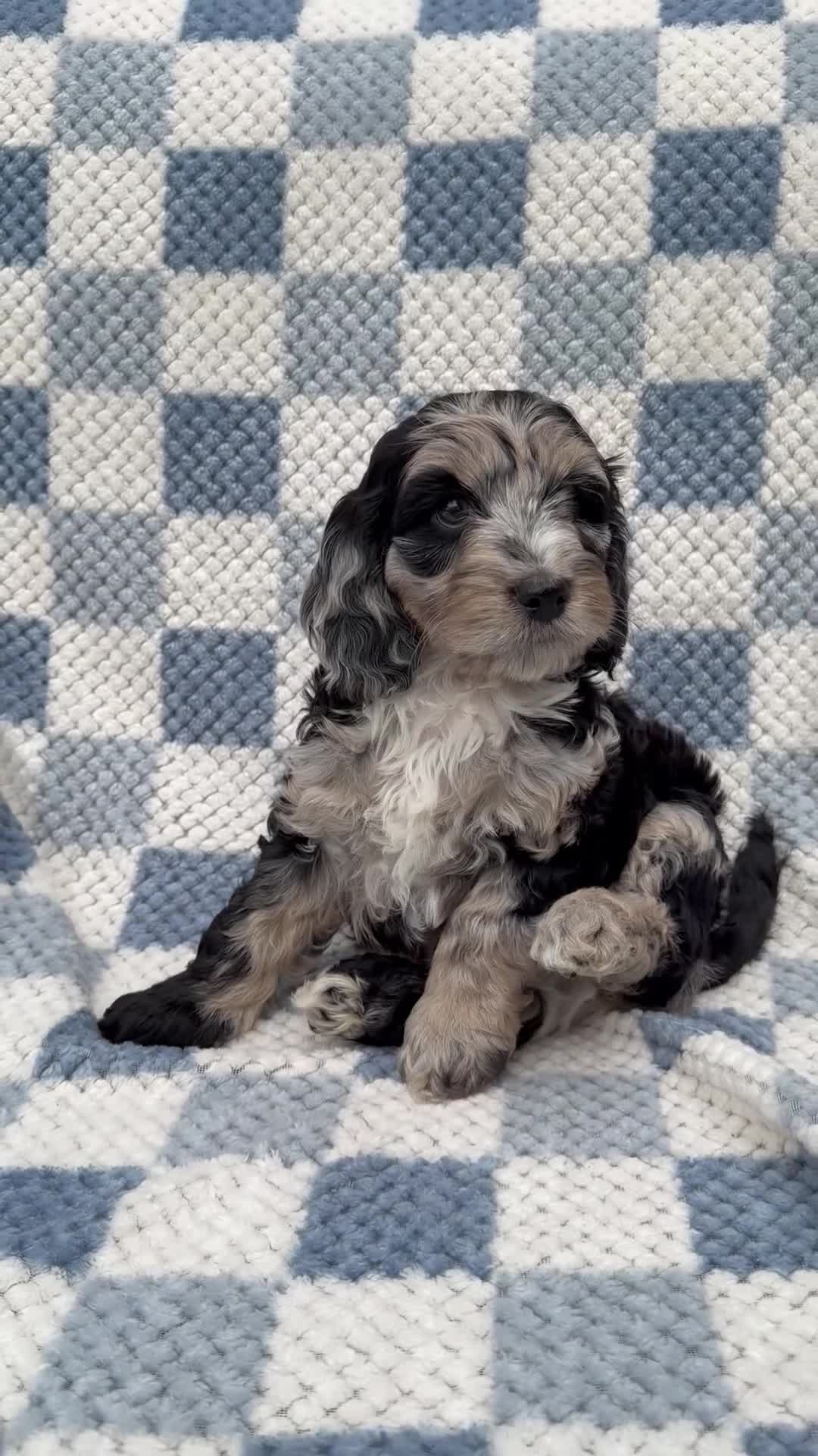 Cockapoo dogs for sale: F1 Cockapoo Puppies - Video 1