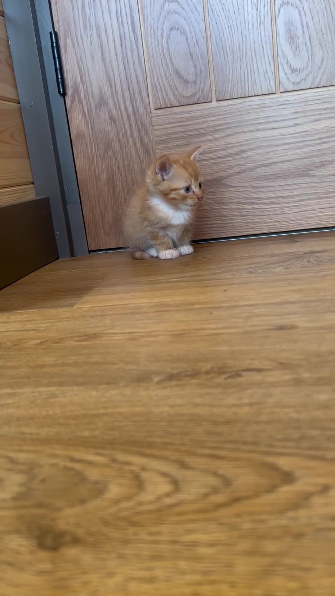 Mixed Breed cats for sale: Healthy Domestic Housecats, Father Unknown - Video 1