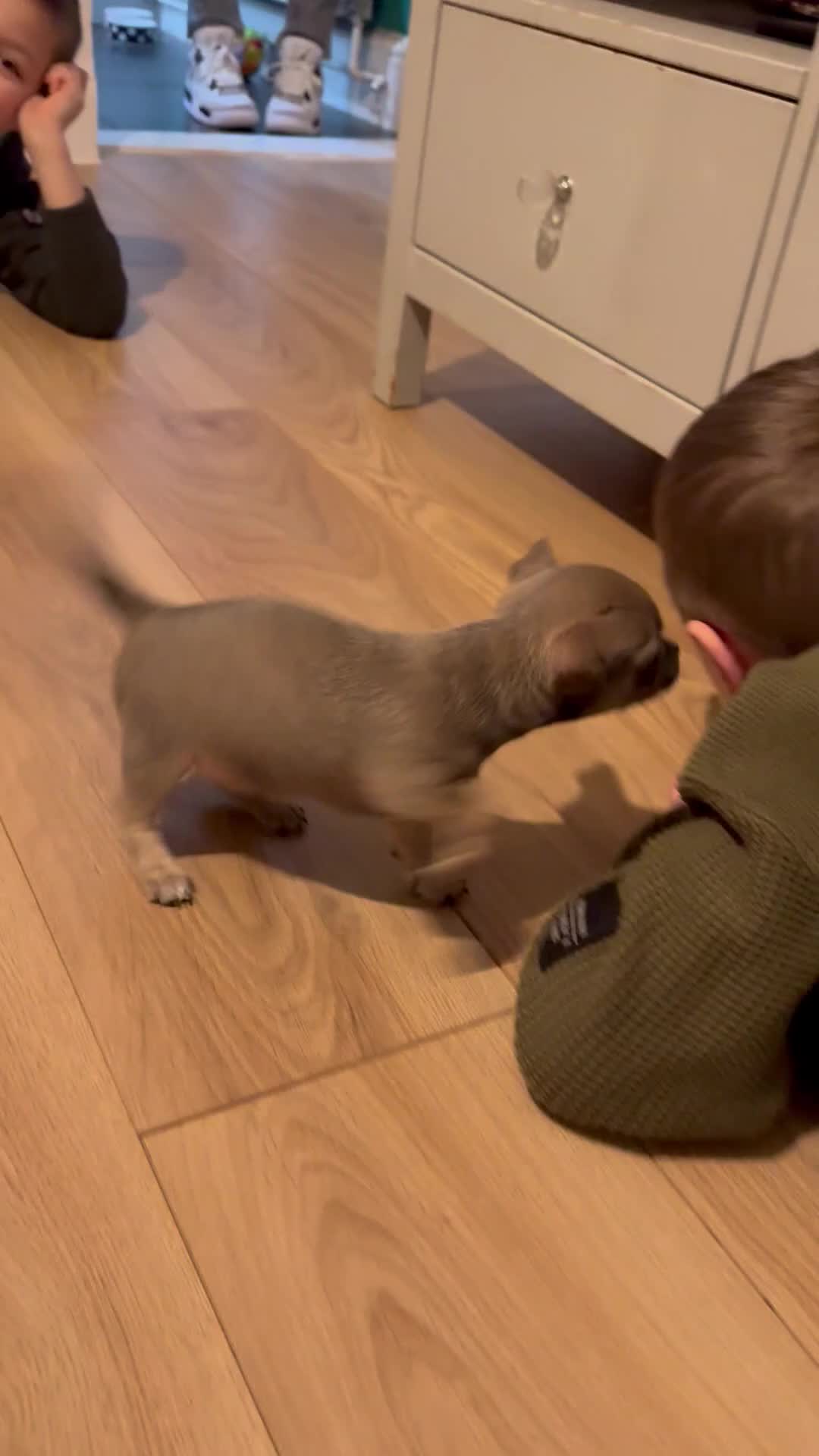 Chihuahua dogs for sale: Blue fawn male chihuahua puppy - Video 2