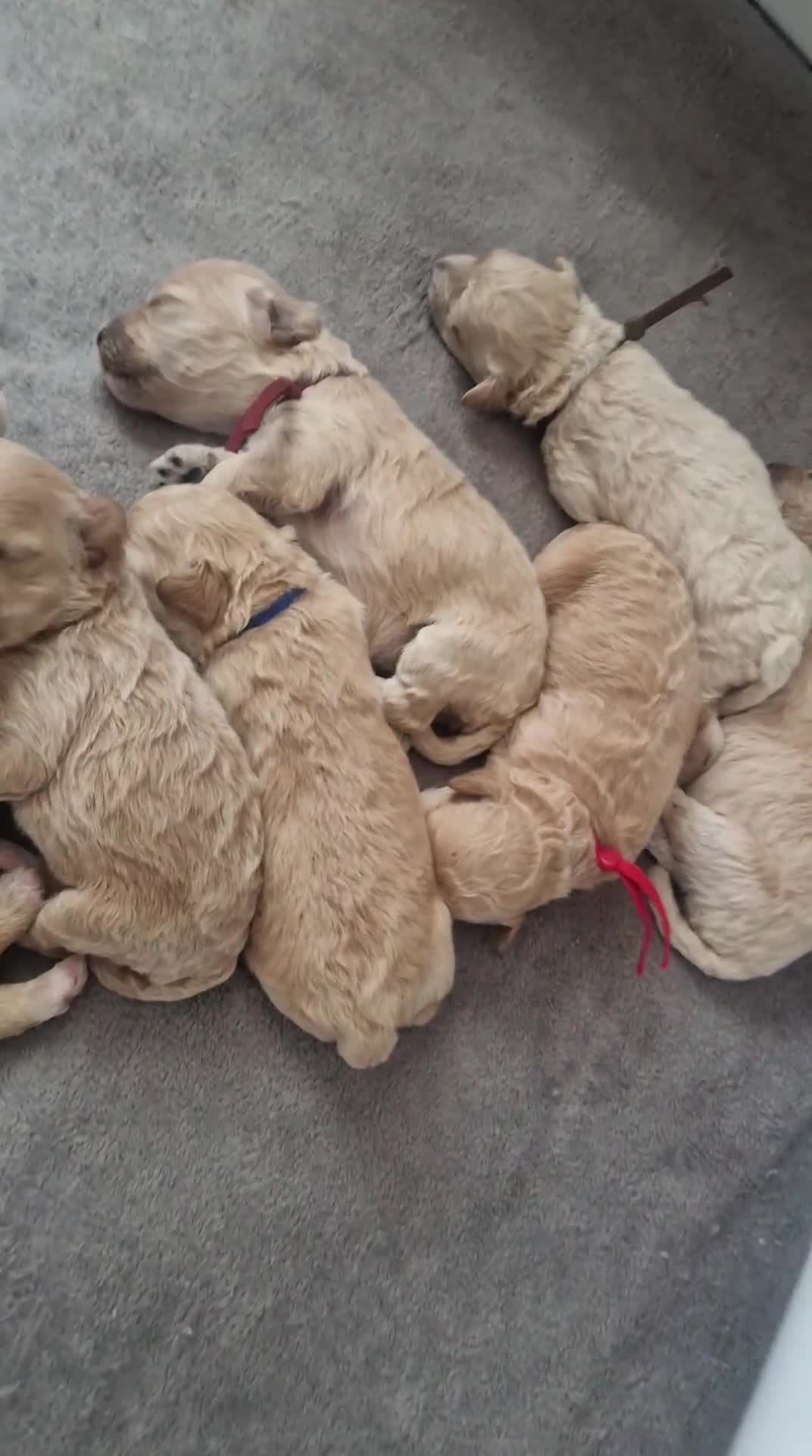 Cavapoo dogs for sale: Beautiful F2b Cavapoo pups - Video 1