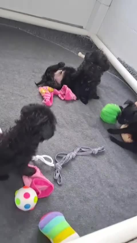 Pugapoo dogs for sale: Adorable pugapoo puppies 🥰 - Video 1