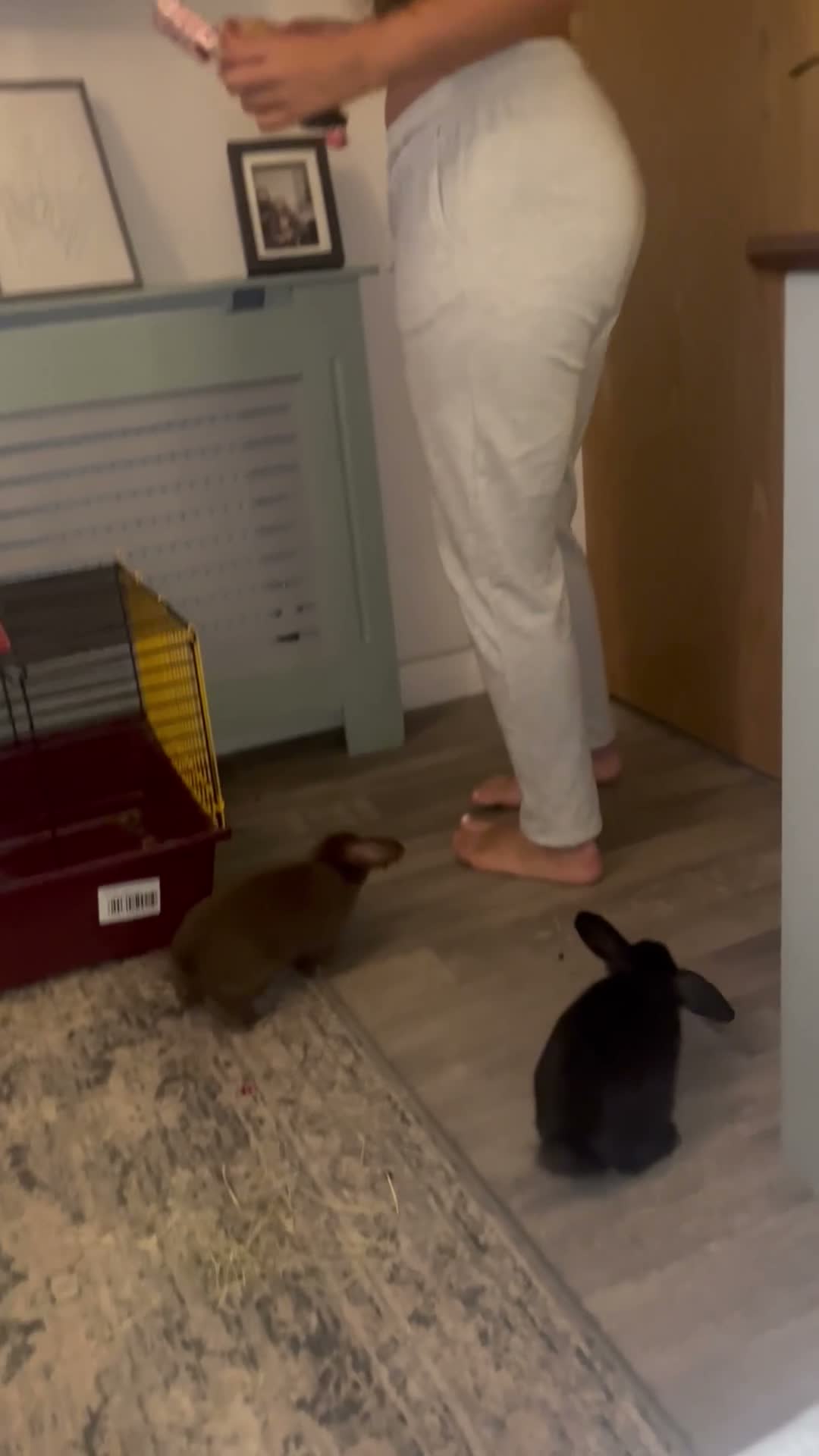 Mixed Breed rabbits for sale: Mini lop cross baby boy in Hyde - Video 1