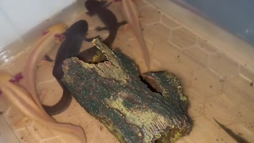 Axolotl reptiles for sale: Axolotl's looking for homes  - Video 1