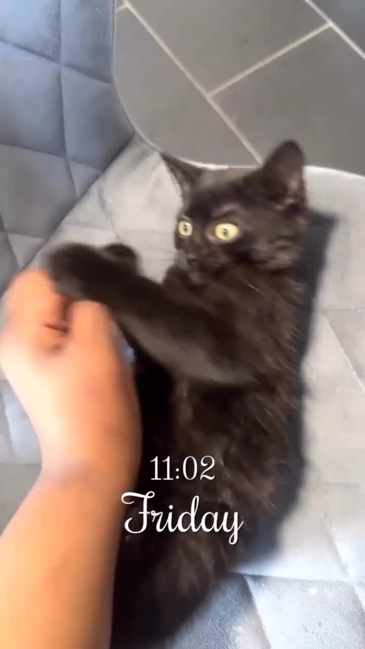Mixed Breed cats for sale: Sweet black kitten - ready for a loving home - Video 5