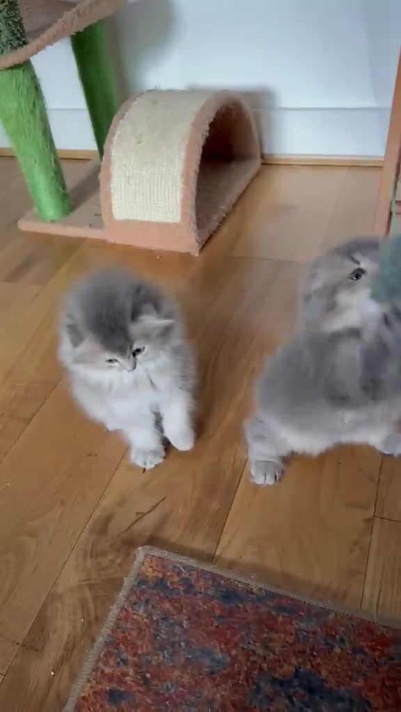 British Longhair cats for sale: Female  in London - Video 1