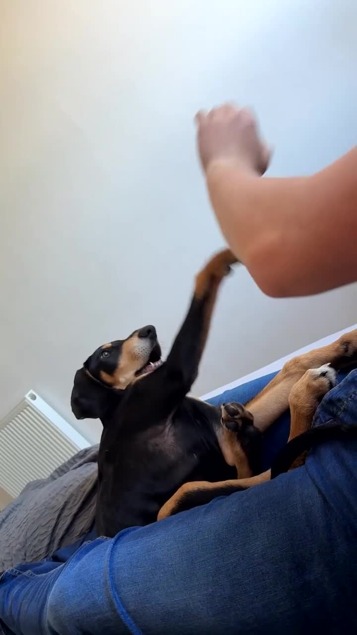 Mixed Breed dogs for sale: Diablo - Doberman cross Lurcher  - Video 1