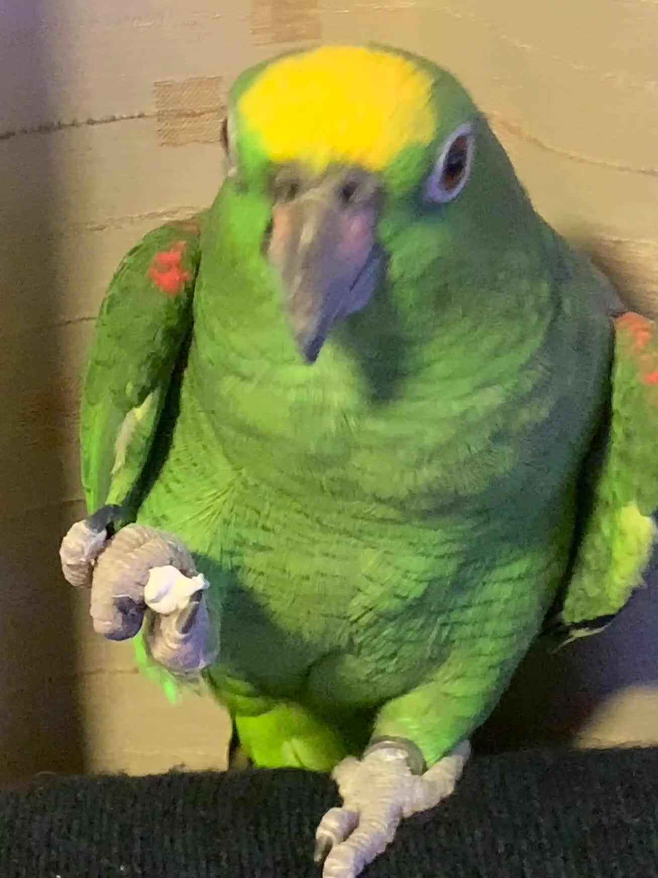 Parrots birds for sale: yellow fronted - Video 1