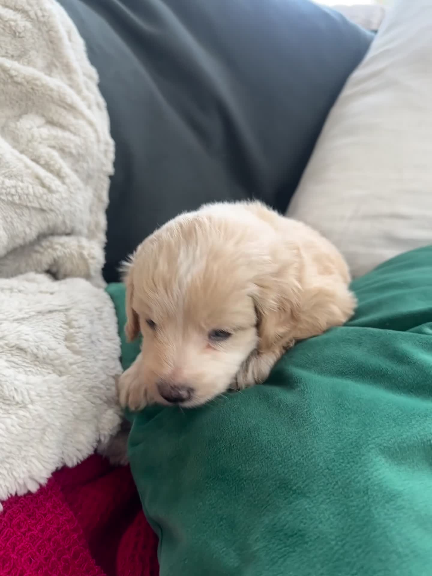 Mixed Breed dogs for sale: Cavapoo Beagle x Miniature Poodle  - Video 3