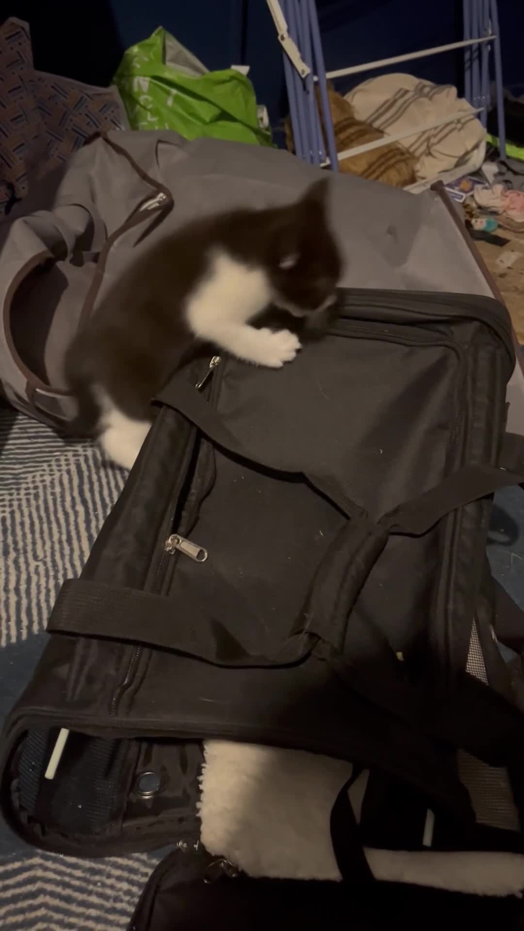 Mixed Breed cats for sale: Adorable kittens  - Video 2