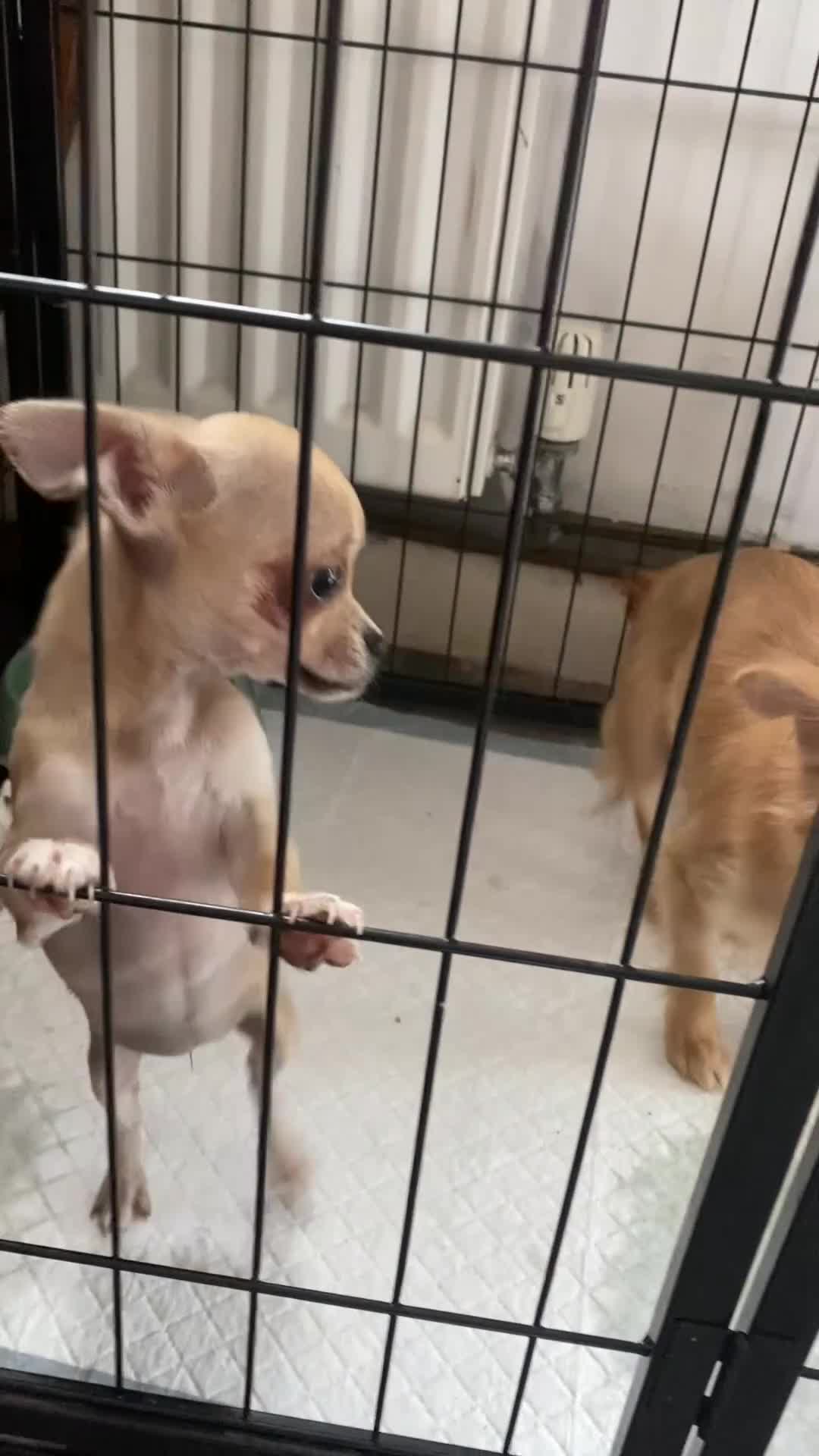 Chihuahua dogs for sale: Ready NOW for viewing/collection.  - Video 1