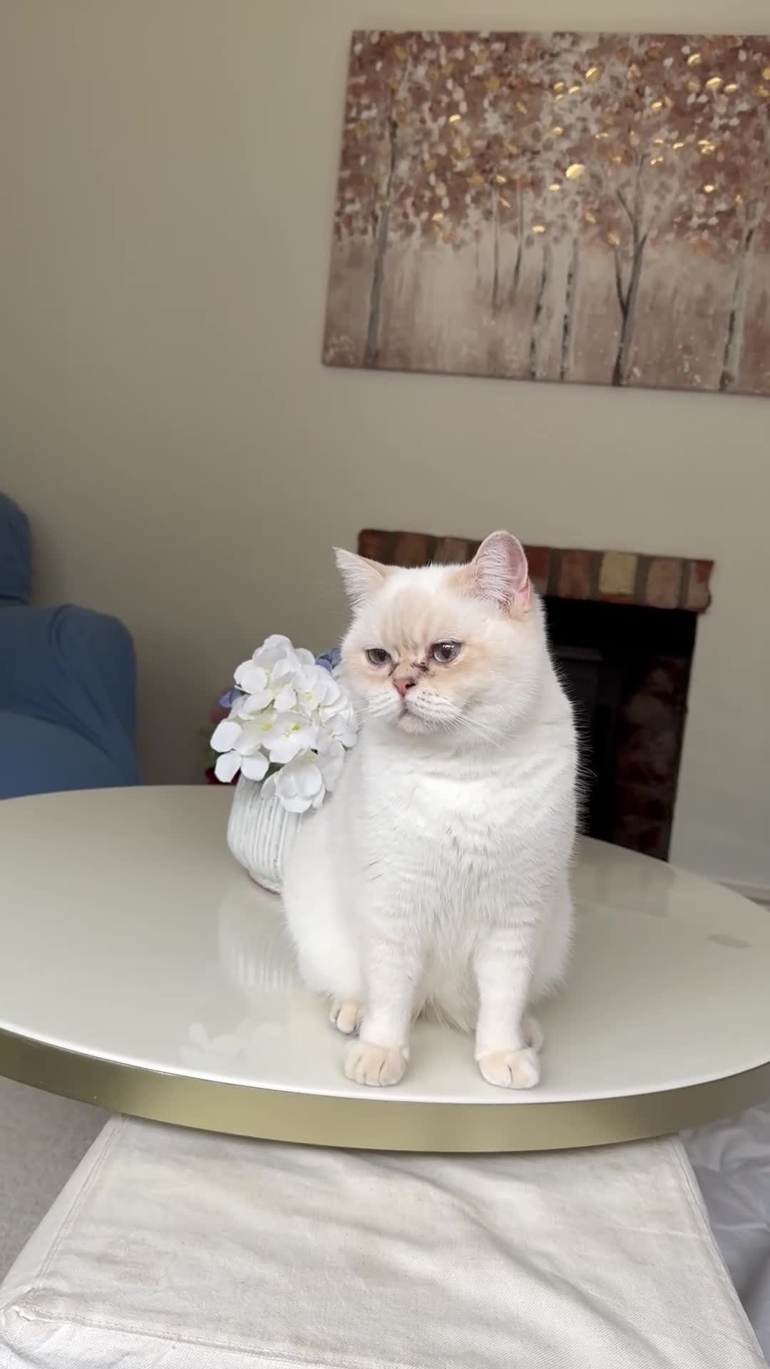 British Shorthair cats for sale: Princess needs a new home - Video 1