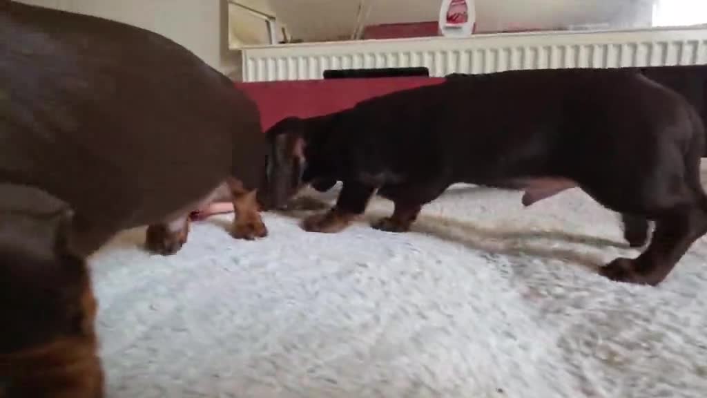 Miniature Dachshund dogs for sale: Miniature dashound  - Video 1