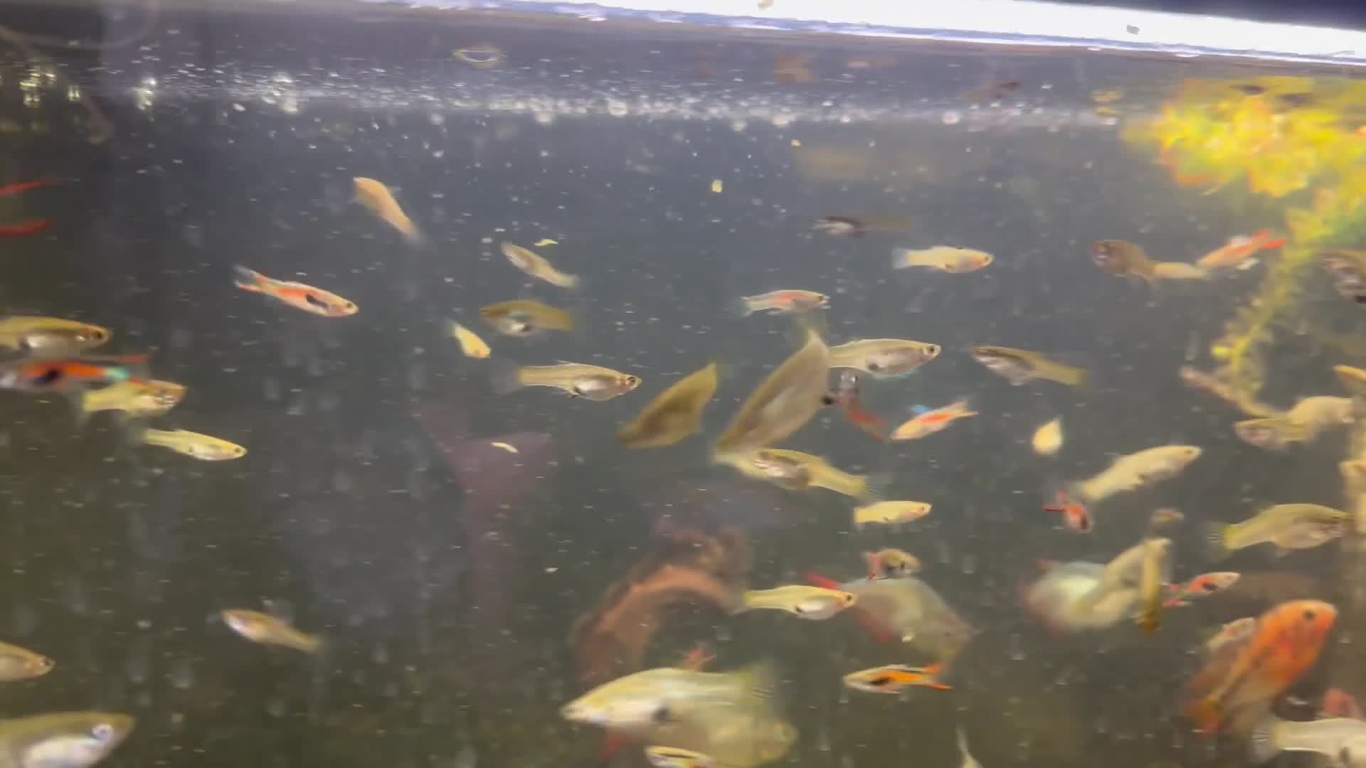 Other/Mixed Breed fish for sale: Endler Guppies  in Derby - Video 1