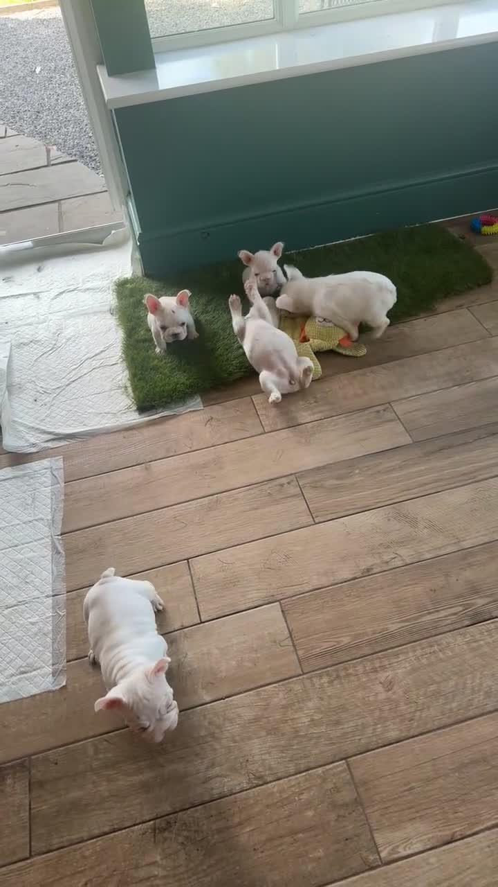 French Bulldog dogs for sale: French bulldog puppies- Ready to leave  in York - Video 4