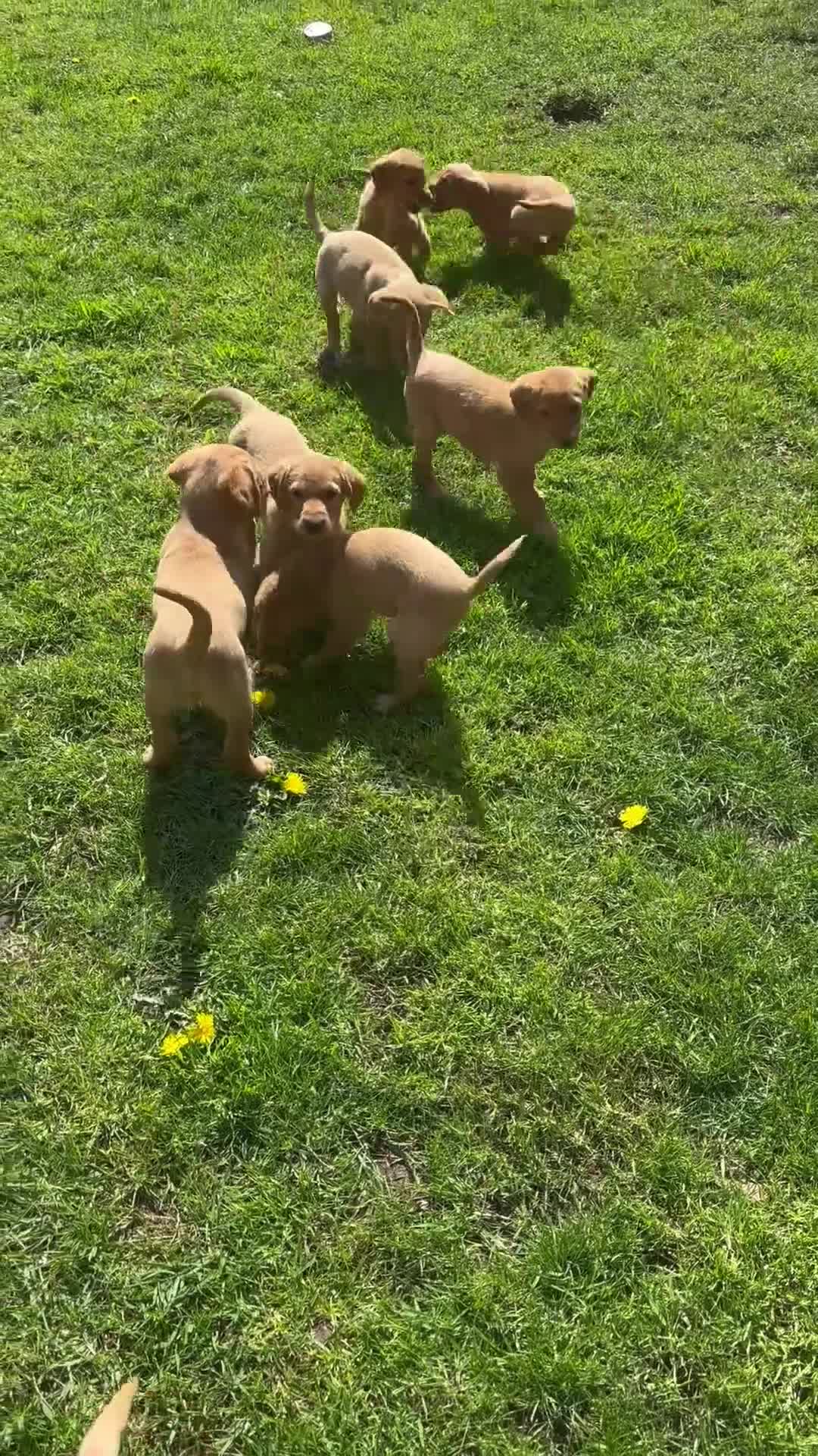 Goldador dogs for sale: ⭐️F1 Goldadors Puppies⭐️ - Video 1