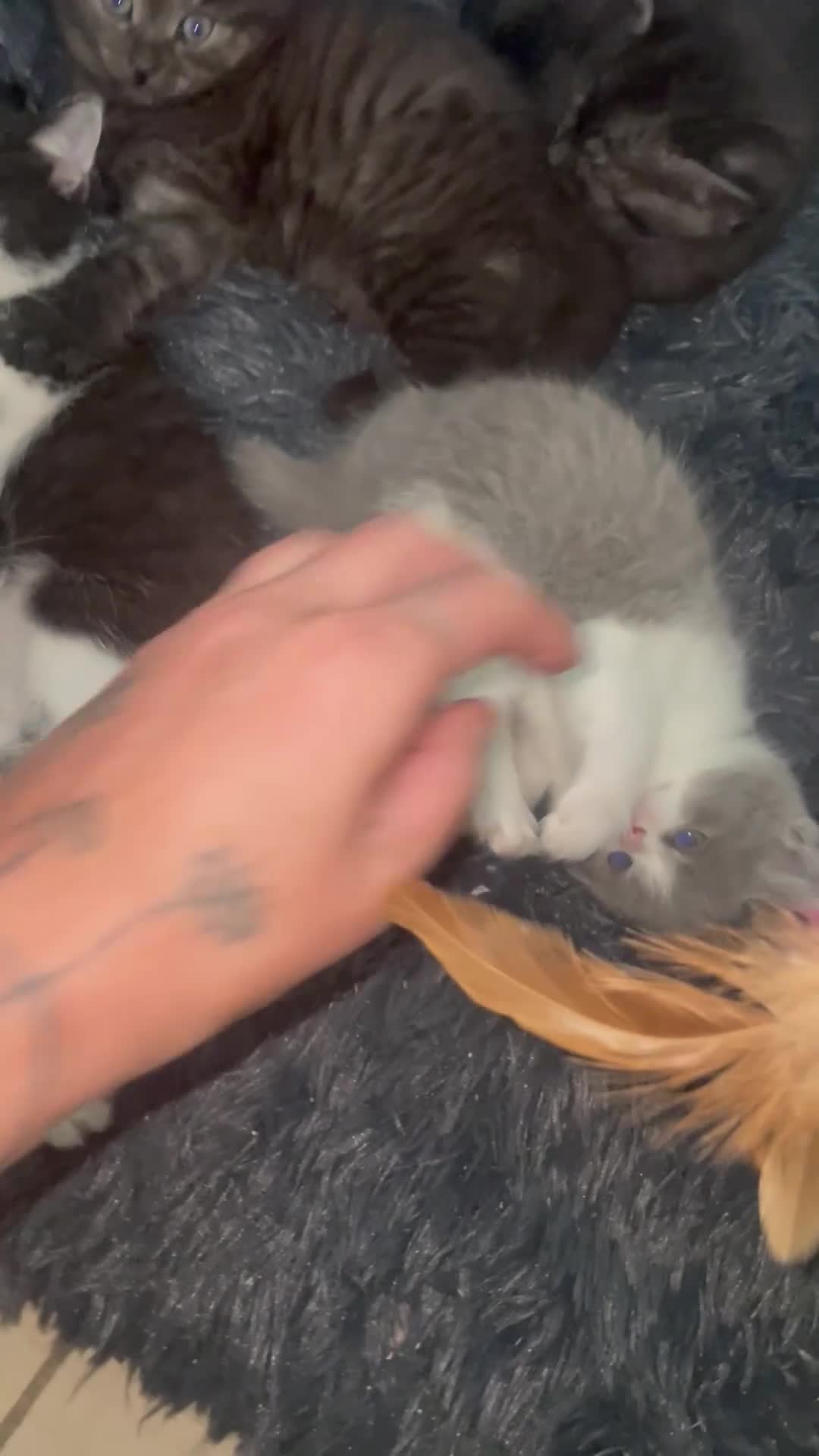 Mixed Breed cats for sale: BBSH mixed breed 5 kittens grey black white grey  - Video 1