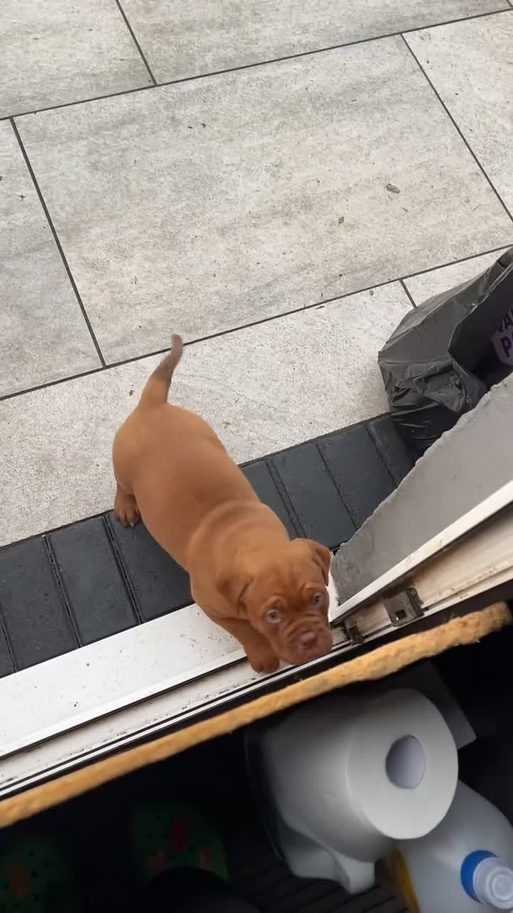 Dogue De Bordeaux dogs for sale: KC Dogue de Bordeaux Girl – Champion Bloodline - Video 3