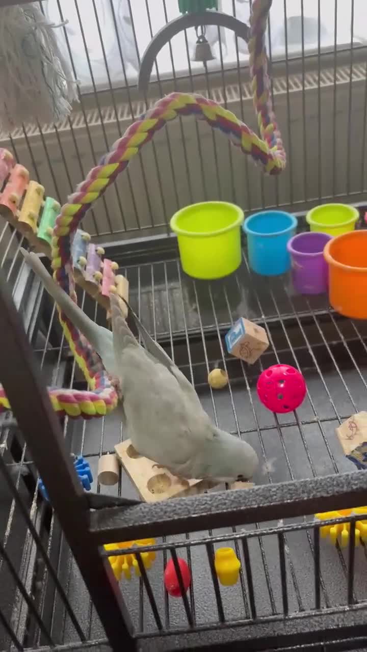 Parrots birds for sale: Blue Quaker Parrot in Clacton-on-Sea - Video 3