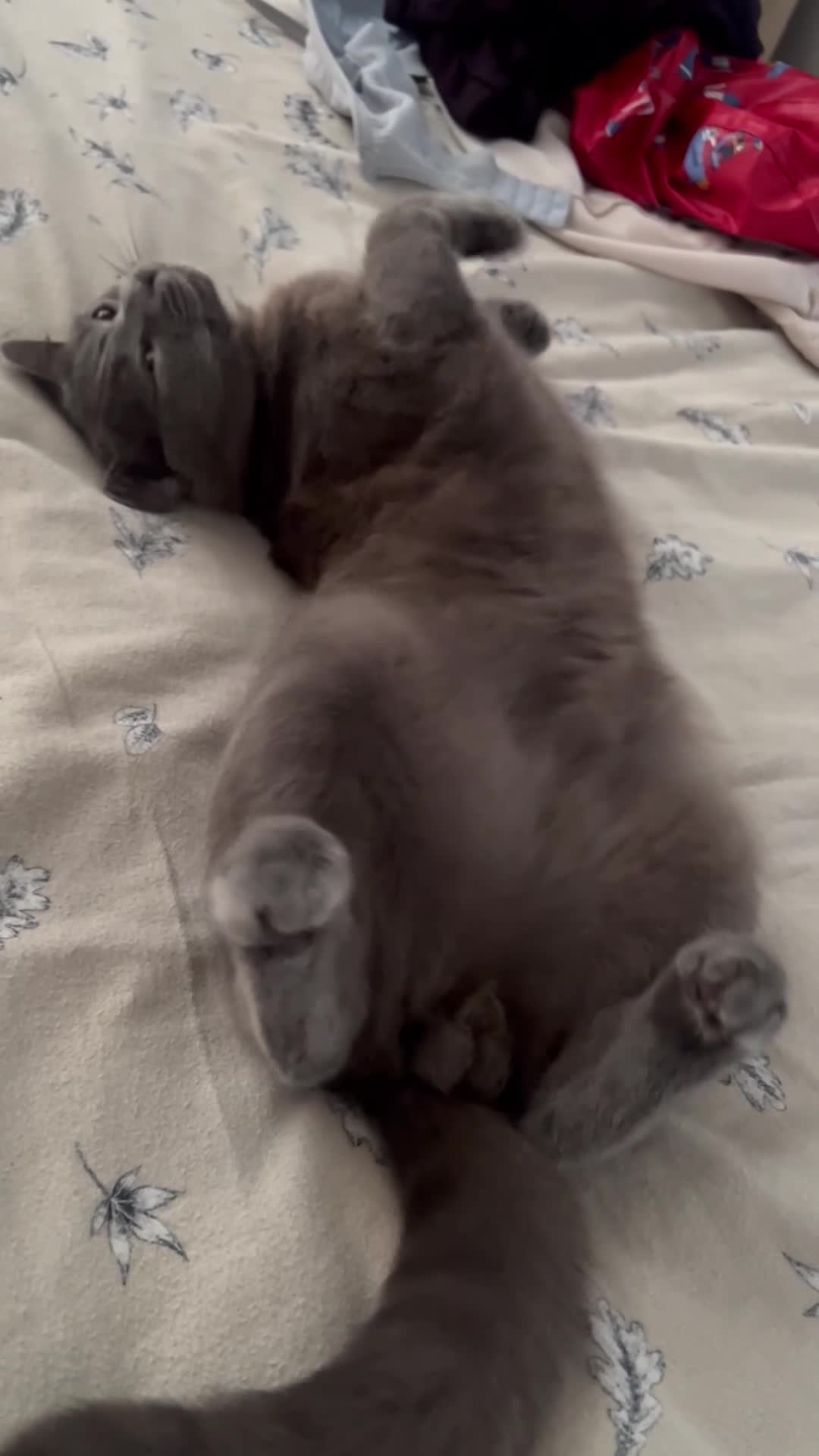 British Shorthair cats for sale: ZEUS British shorthair x Russian blue  - Video 1