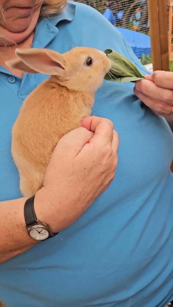 Mixed Breed rabbits for sale: Mini lops  and mini lopx dutch  - Video 1