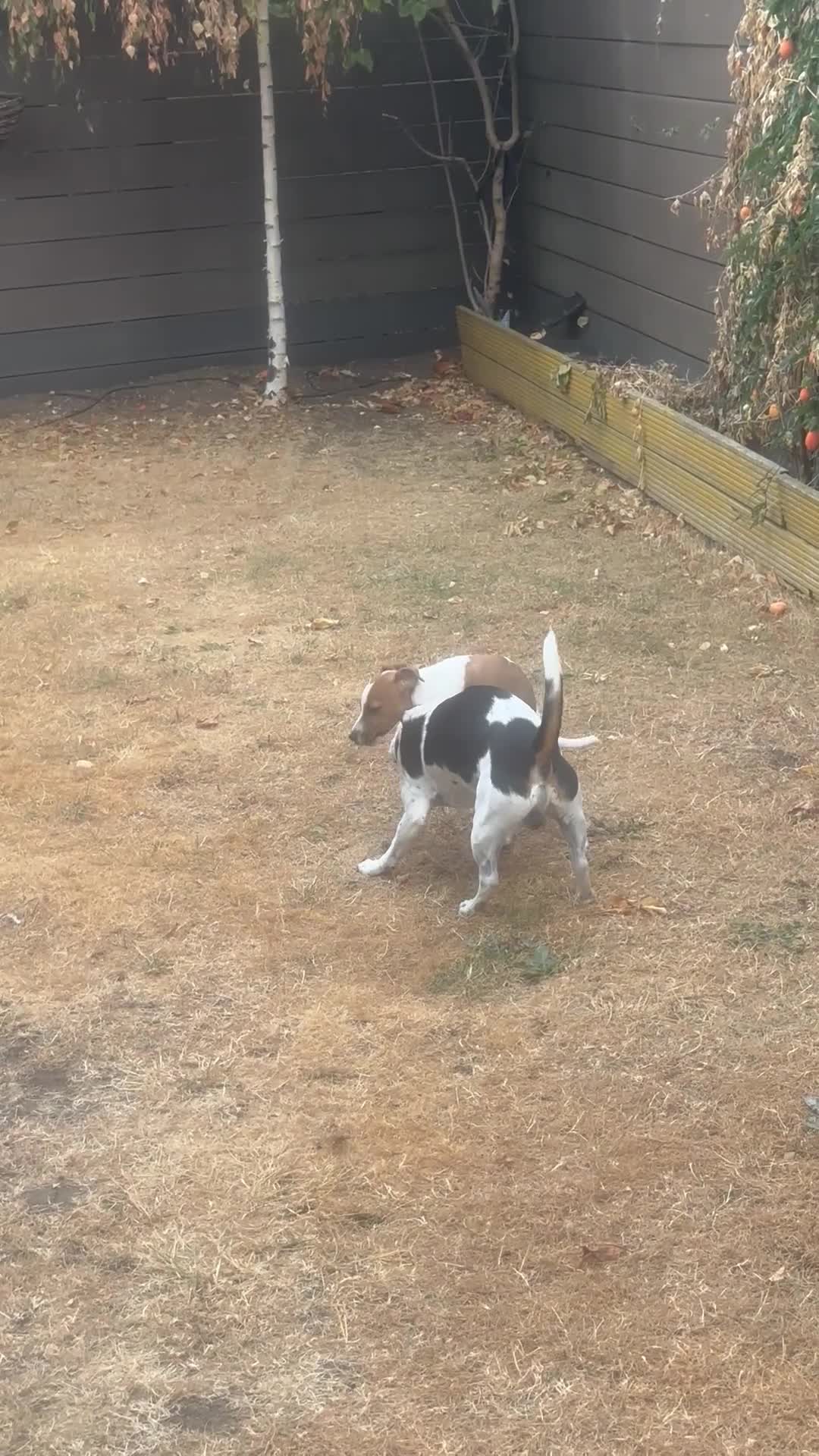 Jack Russell dogs for sale: Puppy  - Video 1