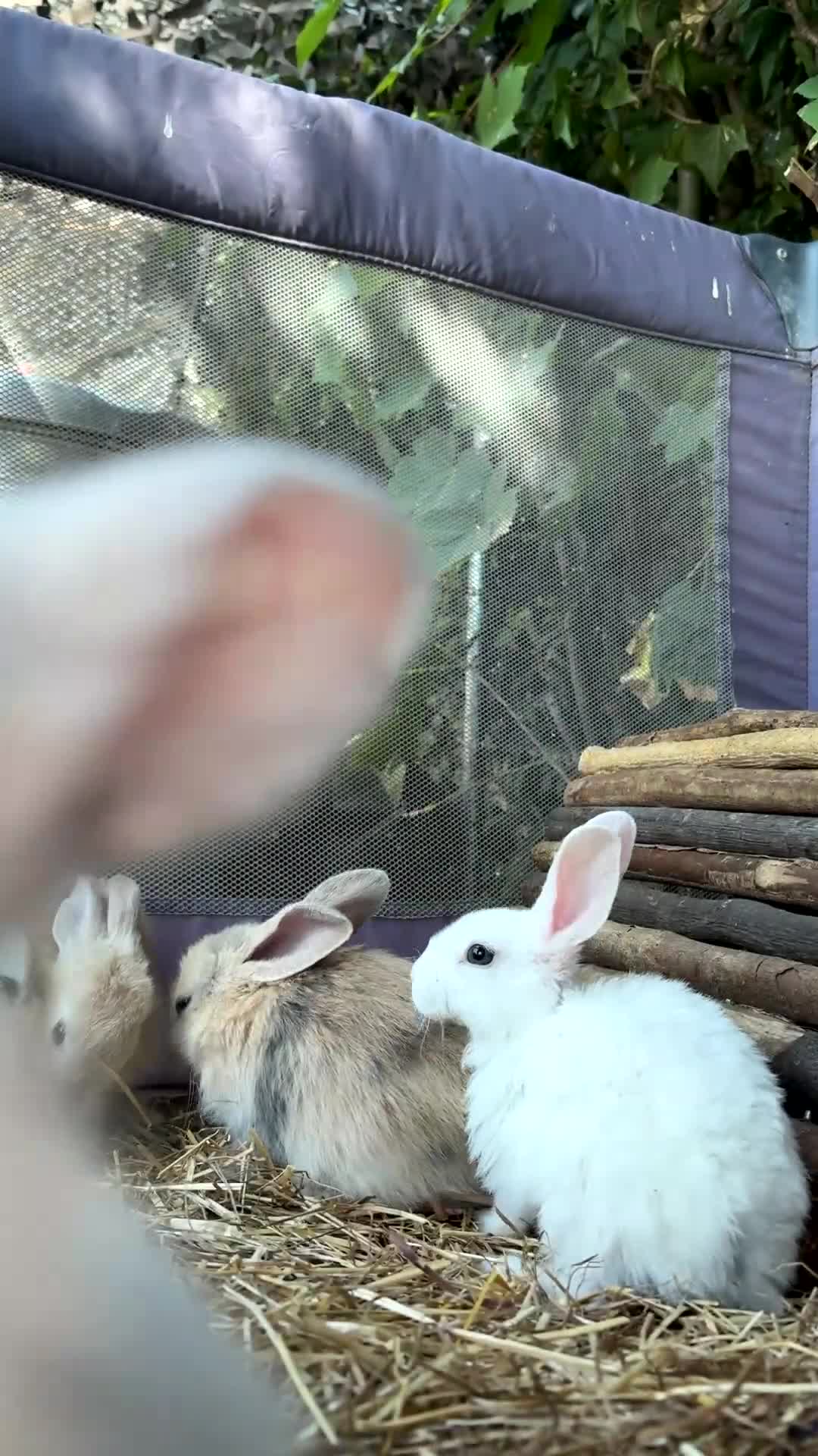 Mini Lop rabbits for sale: 🐰 Adorable Pure Mini Lop Babies Friendly 🐰 - Video 1