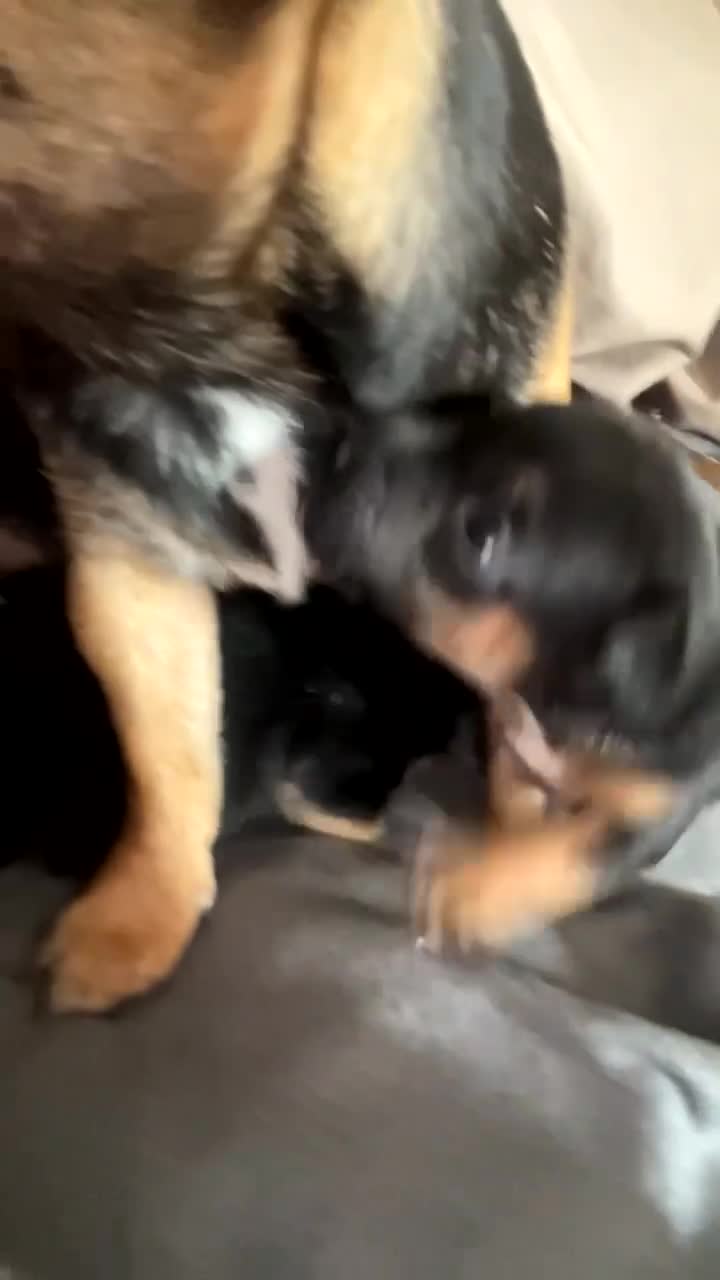 Jack Chi dogs for sale: Jack chi puppies - Video 1