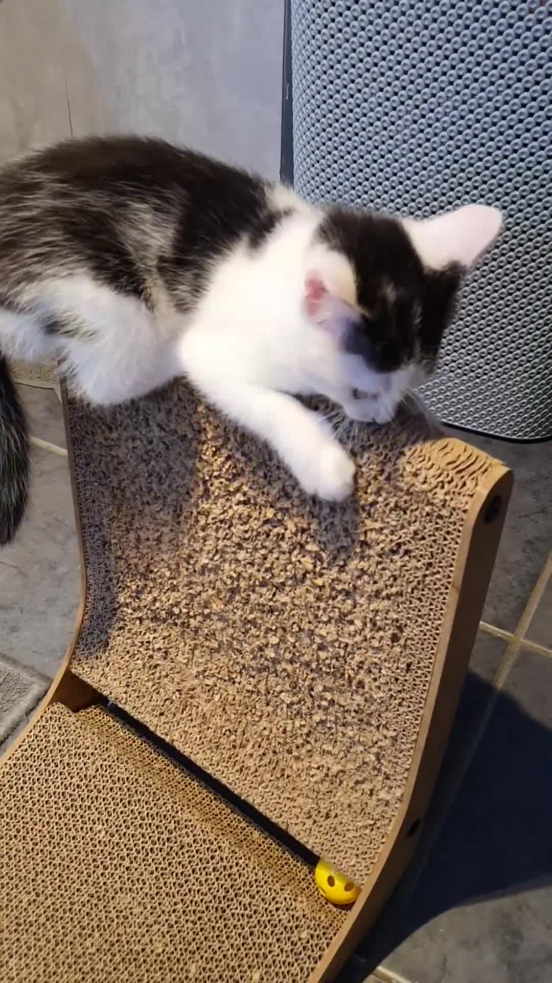 Mixed Breed cats for sale: Adoptable Kittens Looking for a Home - Video 1