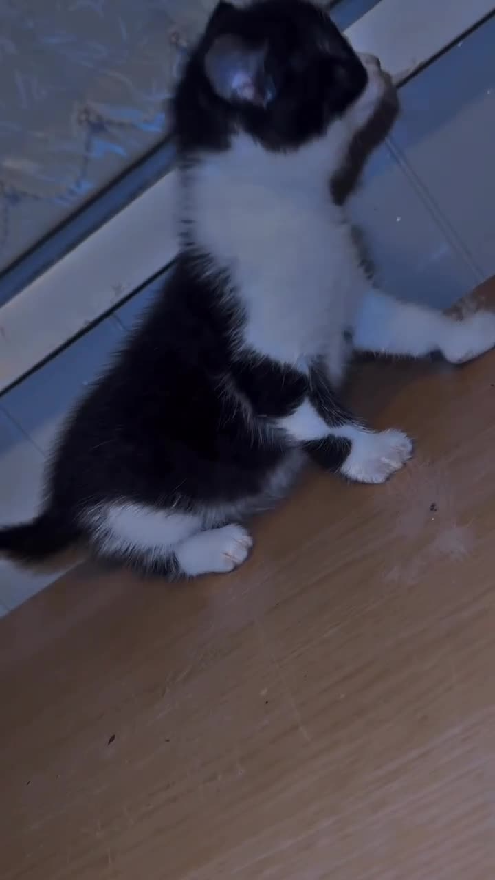 Mixed Breed cats for sale: British shorthair mixed breed kittens for sale  - Video 1