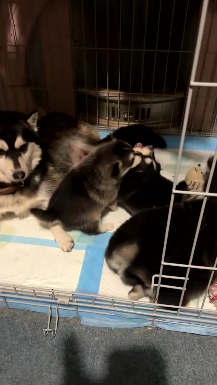 Pomsky dogs for sale: Very Tiny F4 Pomskys  - Video 1