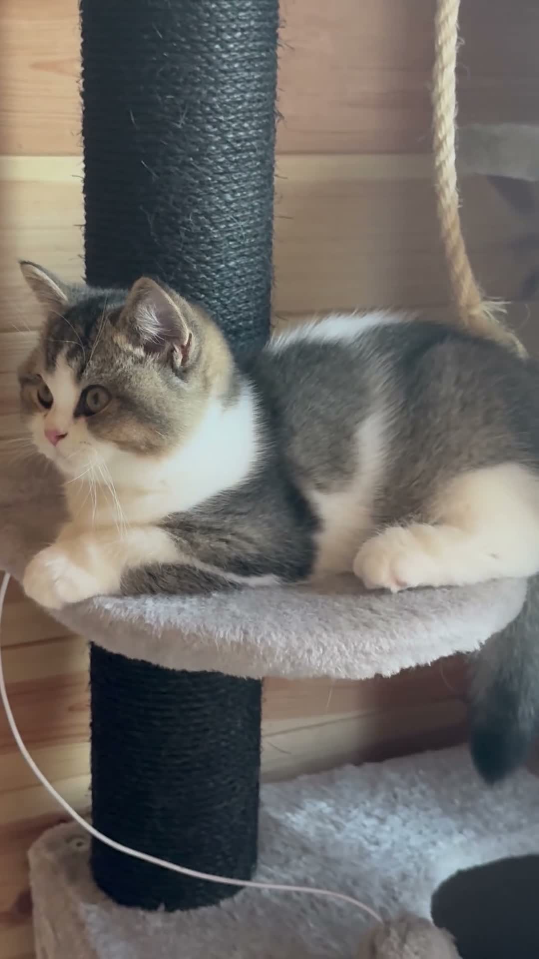 British Shorthair cats for sale: Ch sire TICA reg tabby bi colour boy  - Video 1
