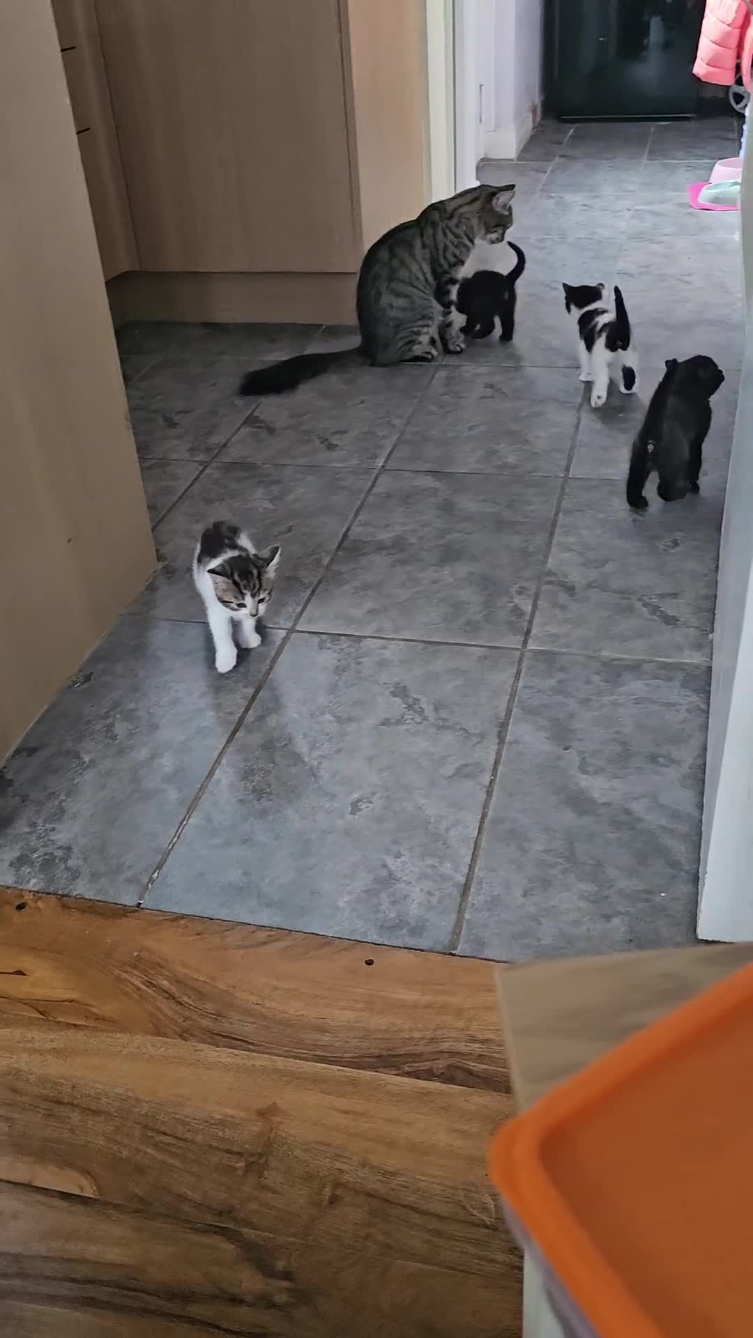 Mixed Breed cats for sale: Adorable ♥️ kittens 😸 😍  - Video 1
