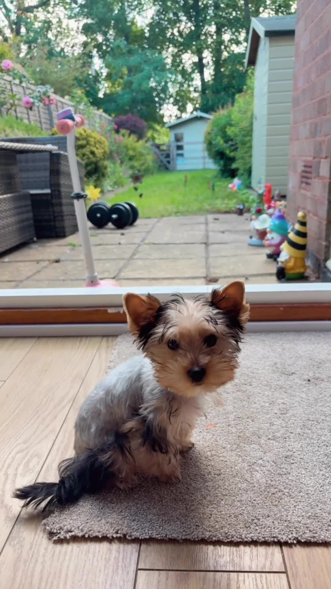 Yorkshire Terrier dogs for sale: Mini Yorkshire terrier puppy  - Video 1