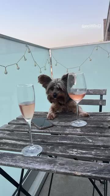 Yorkshire Terrier dogs for stud: Stud dog - Video 2