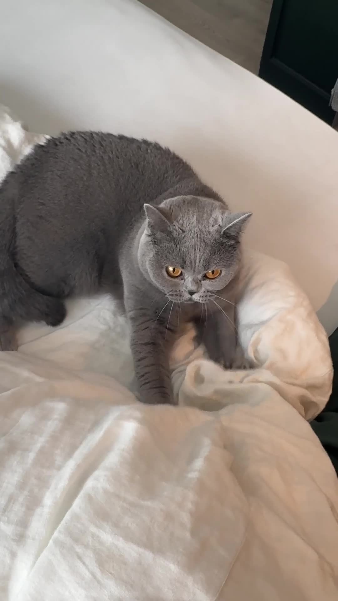 British Shorthair cats for sale: Ashiya - 4 year old pedigree British Shorthair - Video 1