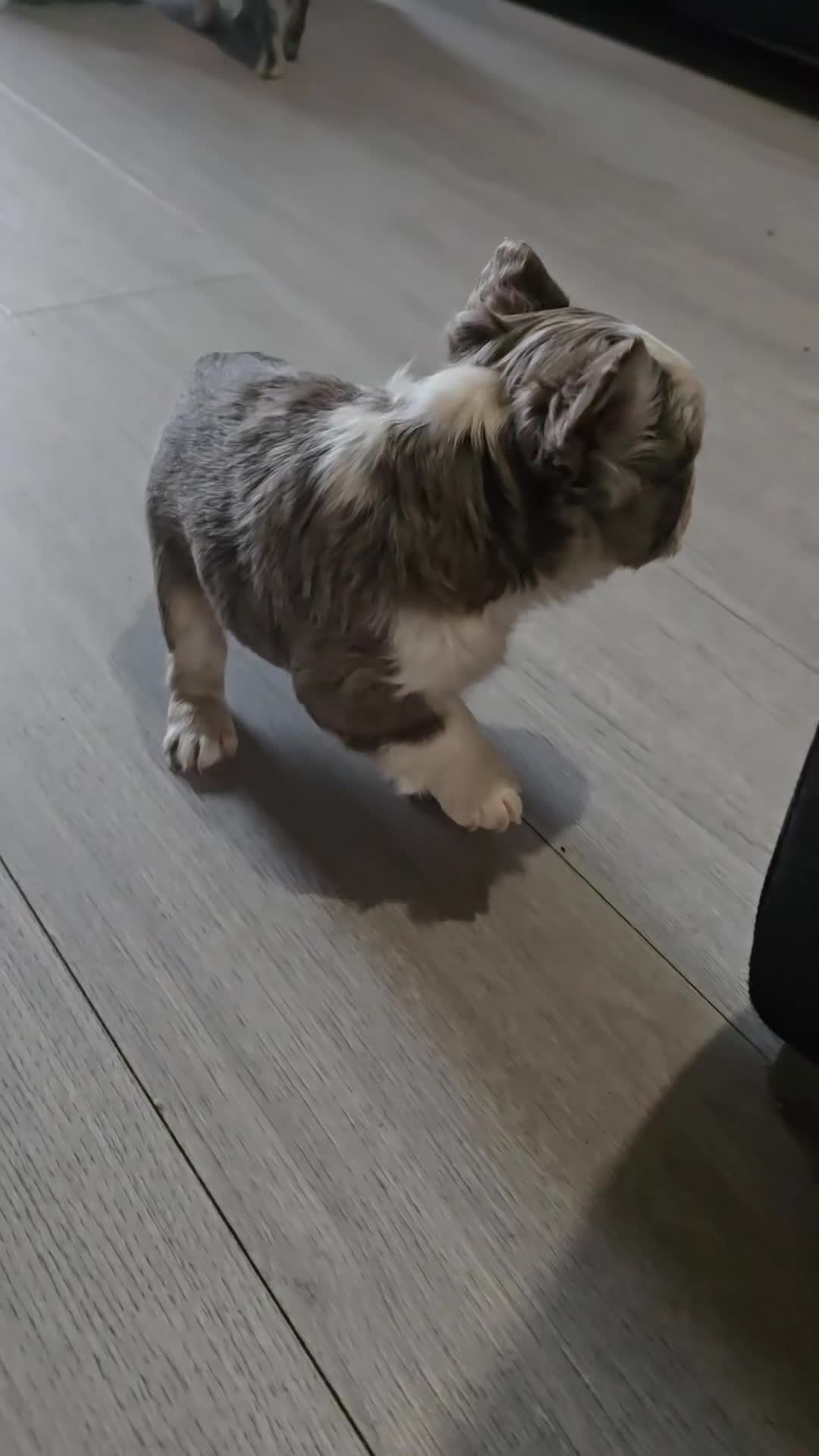 French Bulldog dogs for sale: Beautiful Frenchie Pups Available  - Video 1