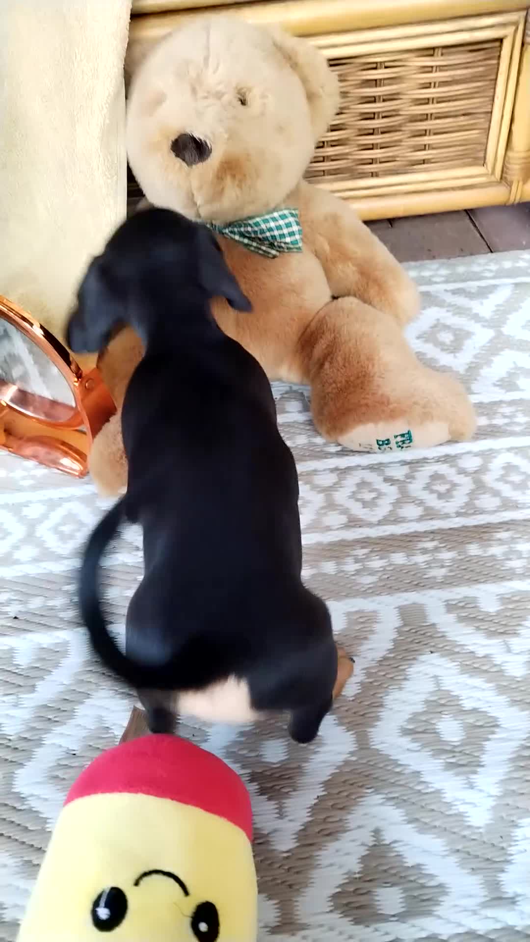 Miniature Dachshund dogs for sale: Mini dachshund  - Video 1