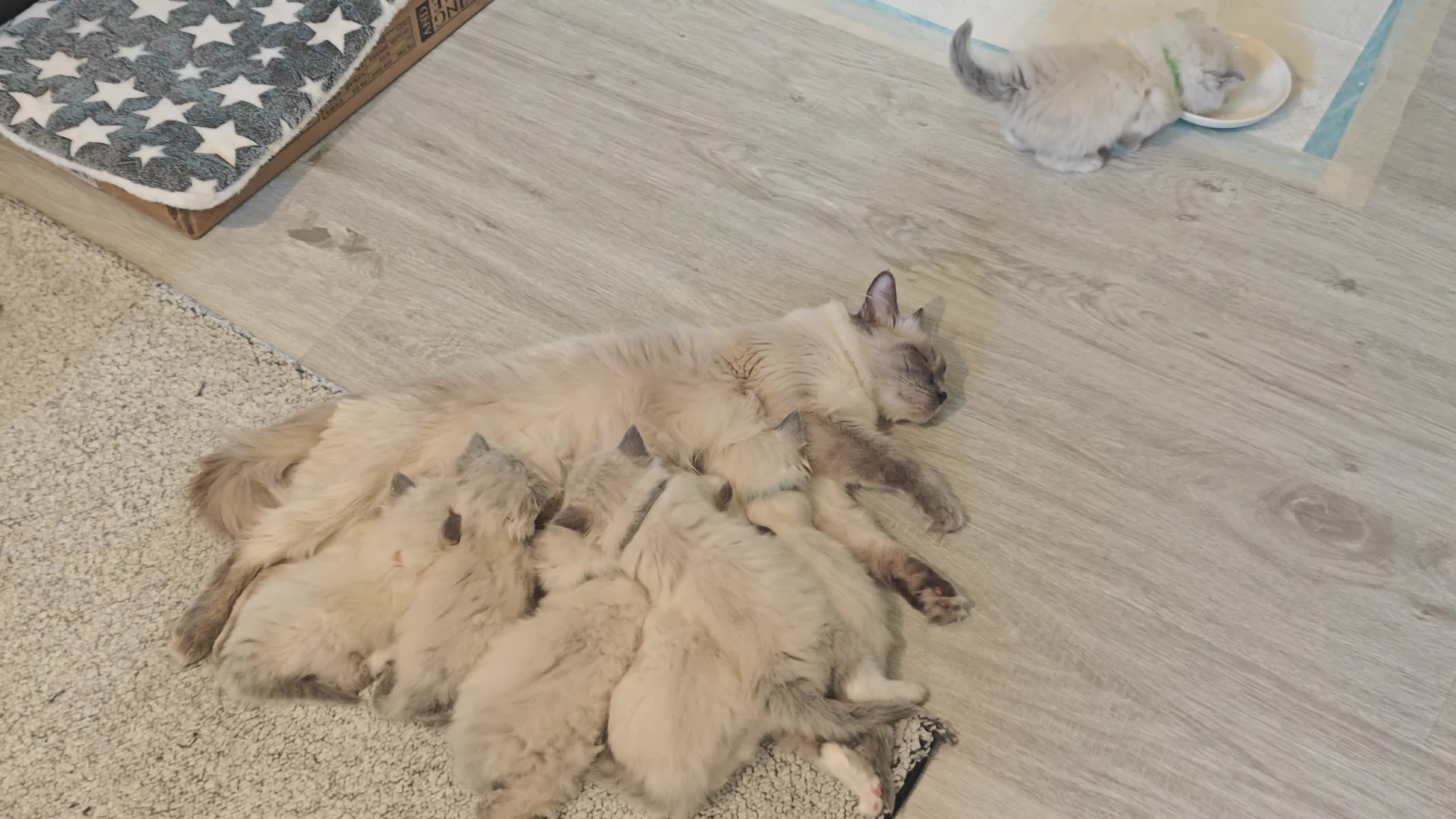 Ragdoll cats for sale: My stunning Ragdoll kittens - Video 4