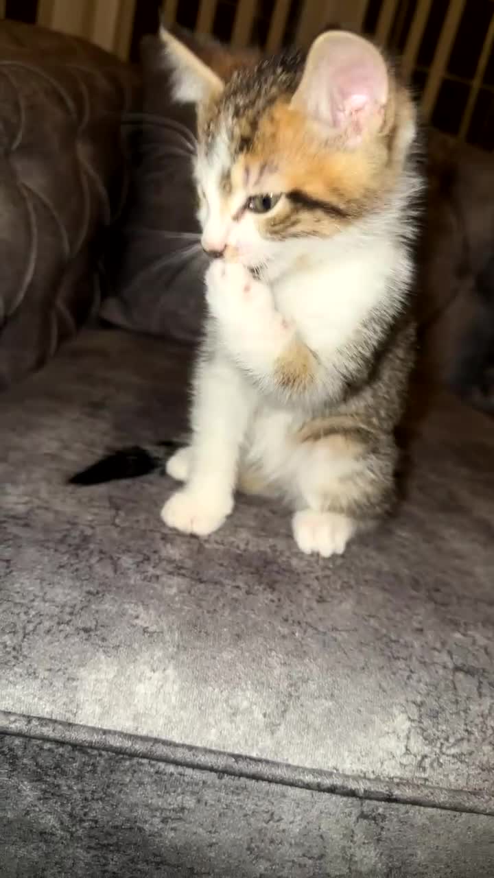 Domestic Shorthair cats for sale: Gorgeous tabby and British shorthair kitten - Video 1