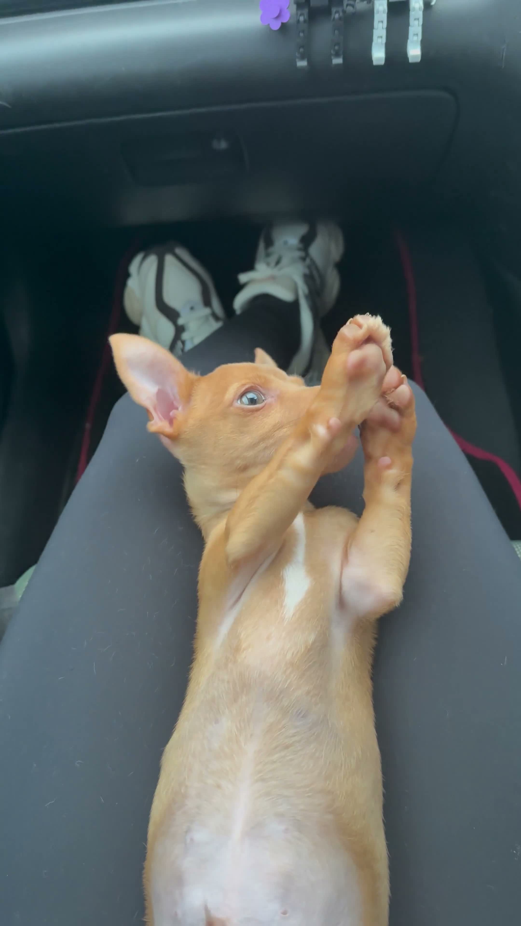 Jack Russell dogs for stud: 🐾 Miniature Jack Russell Male – Stud Available 🐾 - Video 1