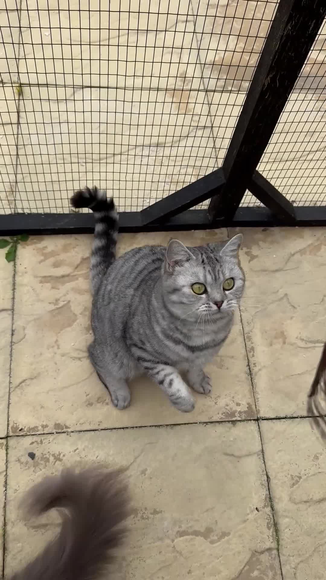 British Shorthair cats for sale: British Shorthair Silver Spotted GCCF Cat - Video 1