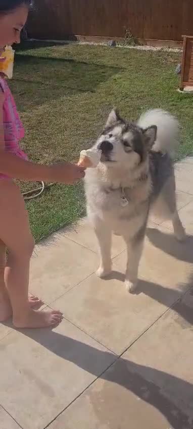 Alaskan Malamute dogs for sale: 1 year old female  - Video 2