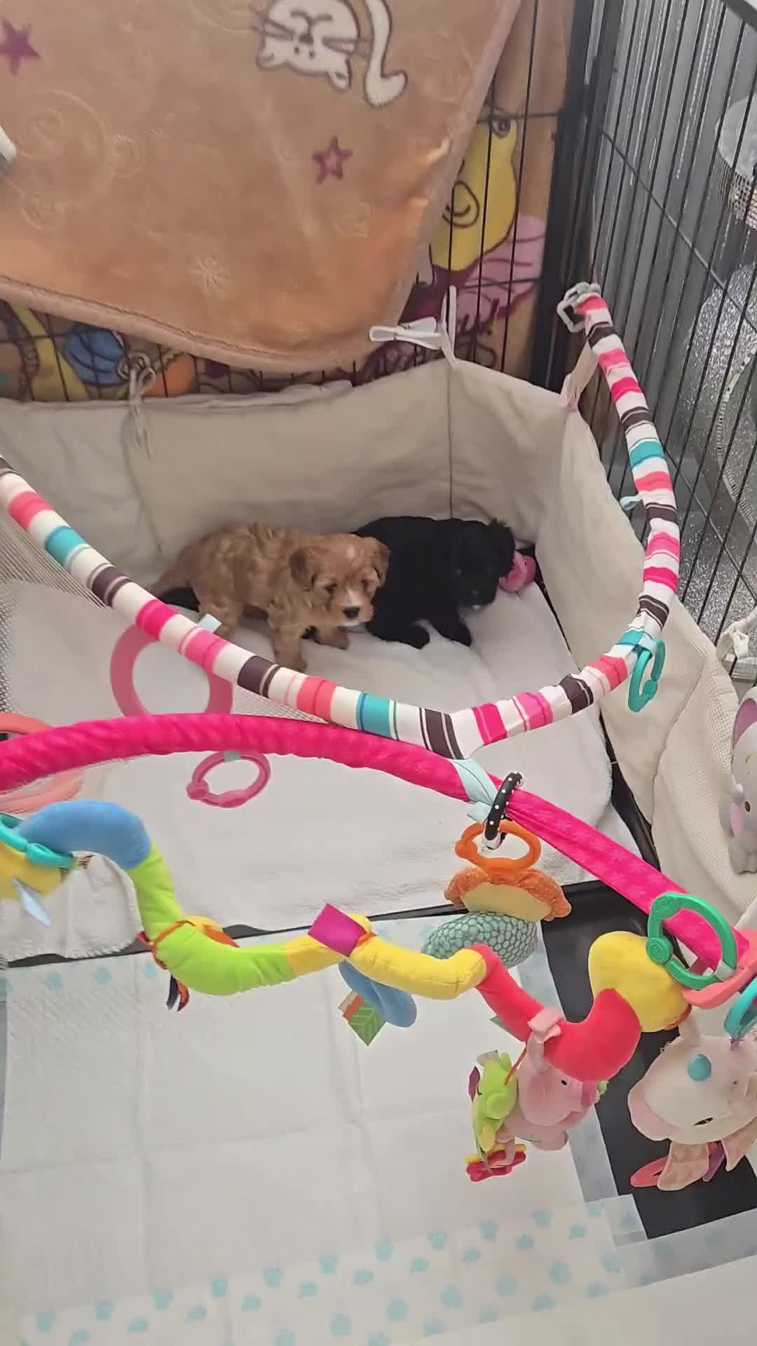 Cavapoo dogs for sale: Teddy bear F1 caverpoos  - Video 4