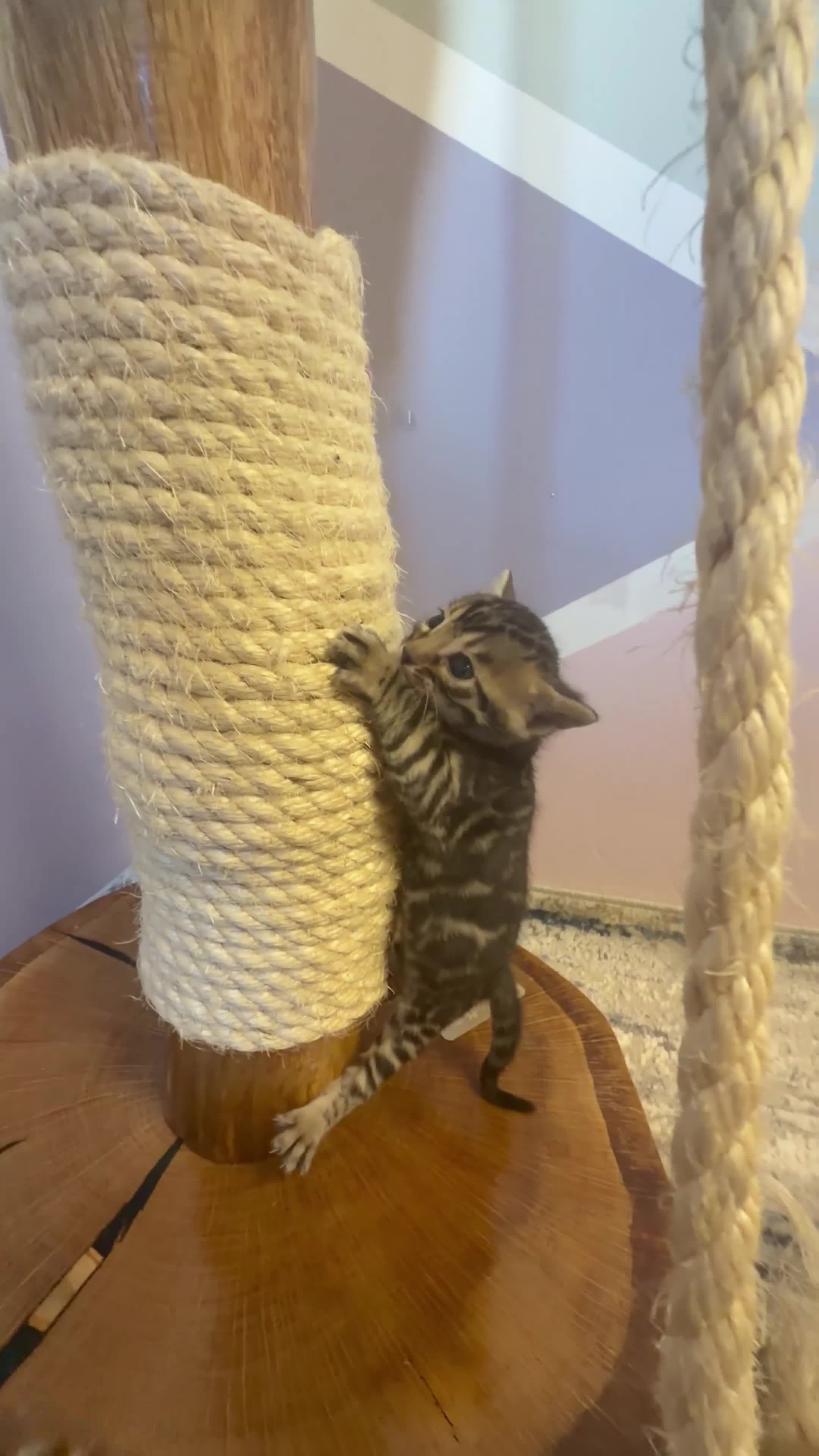 Bengal cats for sale: 3 Bengals Boys - Coco Chanel 1st Litter  - Video 1