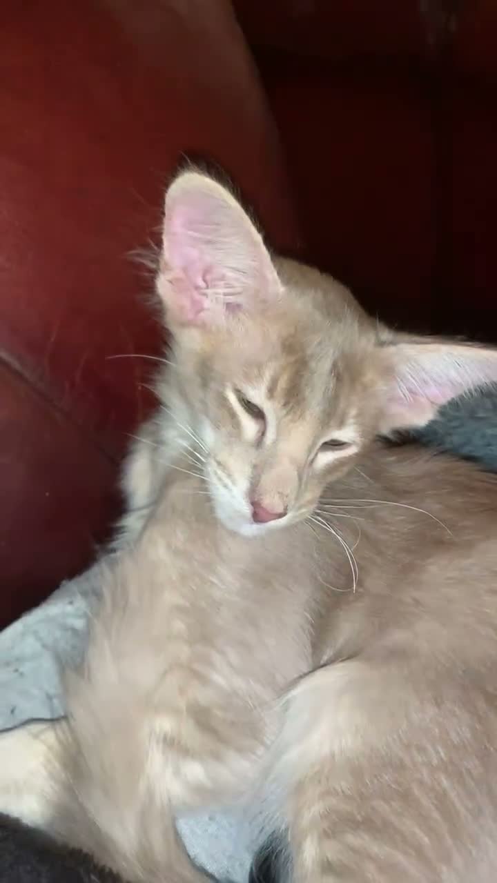 Oriental cats for sale: Beautiful lilac Oriental Longhair tabby boys - Video 1