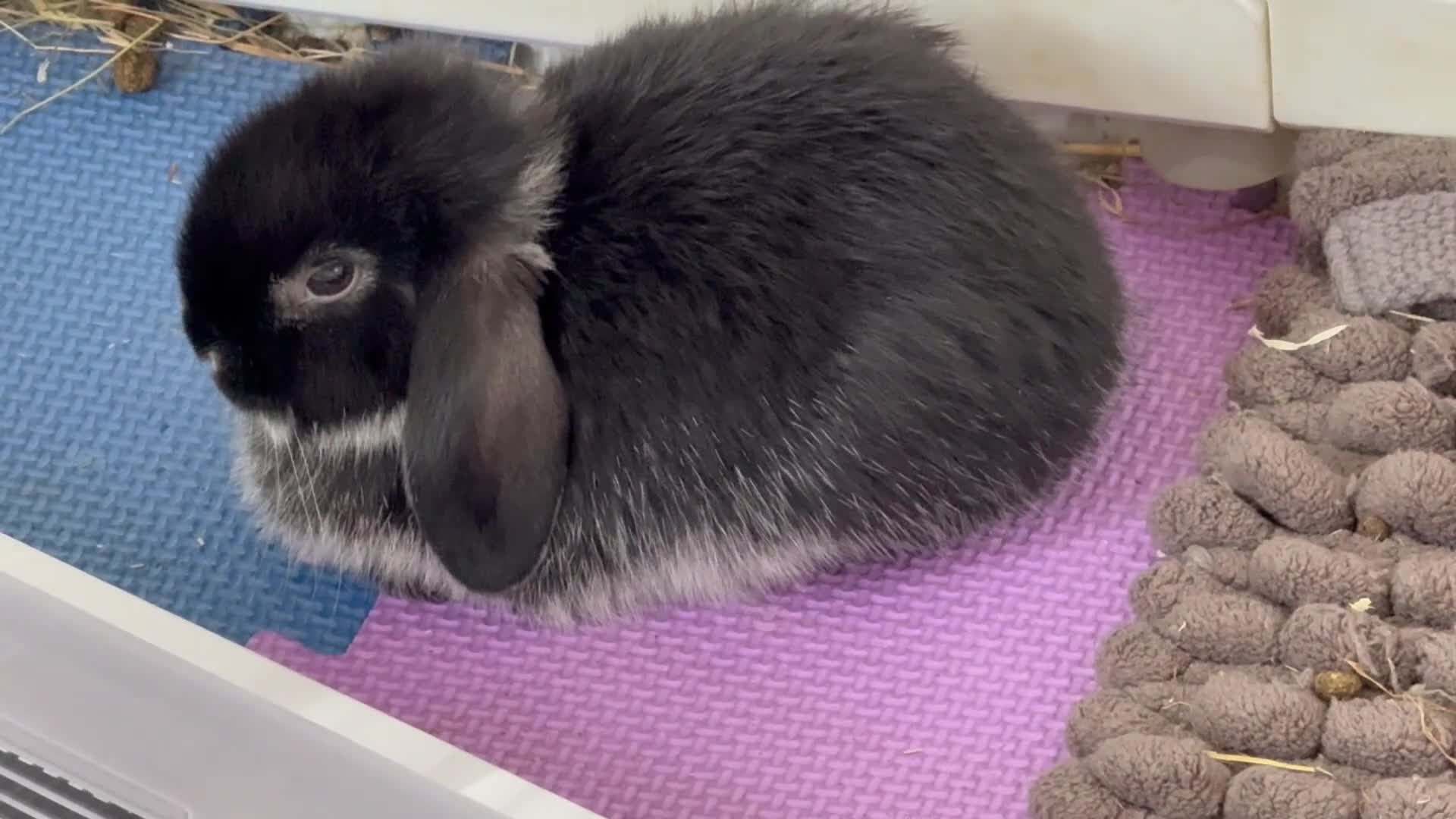 Mini Lop rabbits for sale: Gorgeous Mini Lop - Video 1